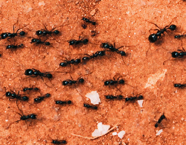 ants-arlington-tx